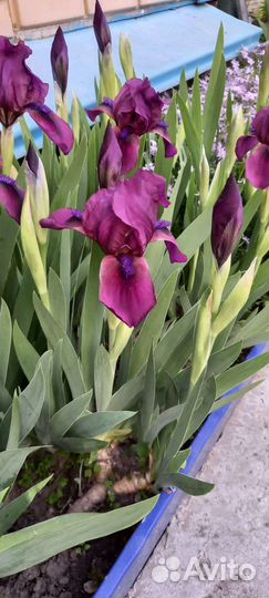 Ирис бордюрный