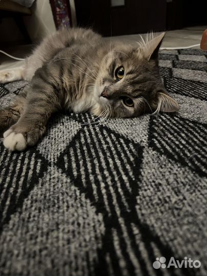 Отдам котика