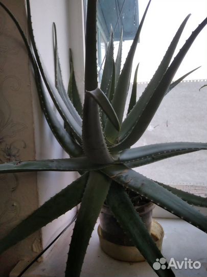 Алоэ вера лечебный