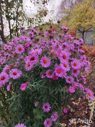 Цветы для сада и комнатные