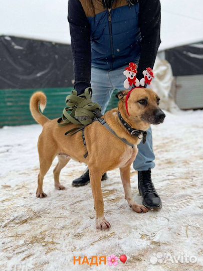 Собака в добрые руки