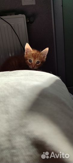 Котенок рыжий