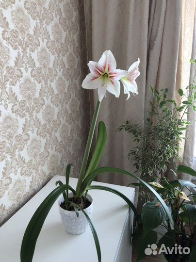 Гиппиаструм