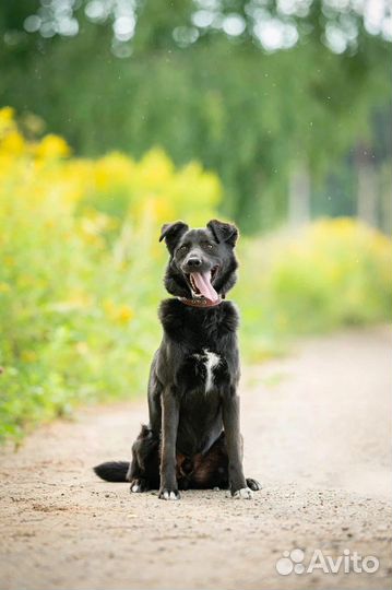 Собака в добрые руки
