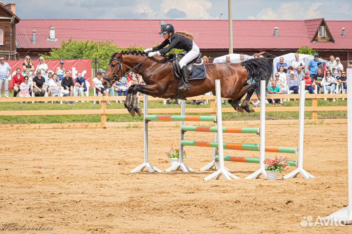 Жеребцы на случку