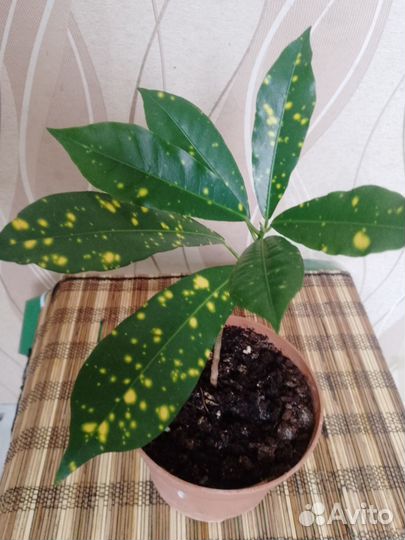 Продаю цветы комнатные в горшках