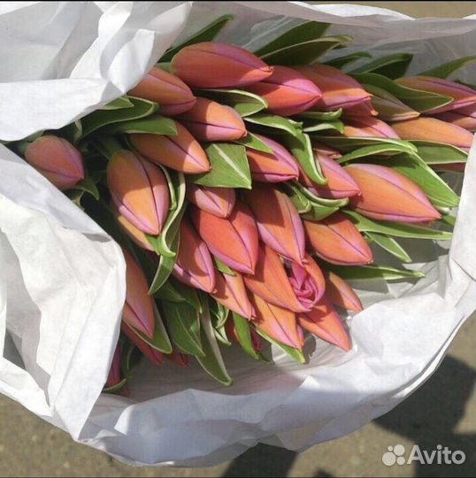 Тюльпаны цветы