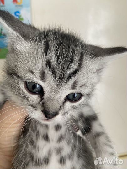 Отдам в добрые руки милых котят