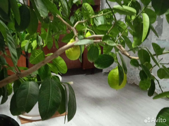 Лимонное дерево