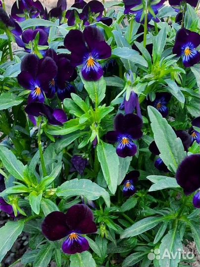 Многолетние садовые цветы