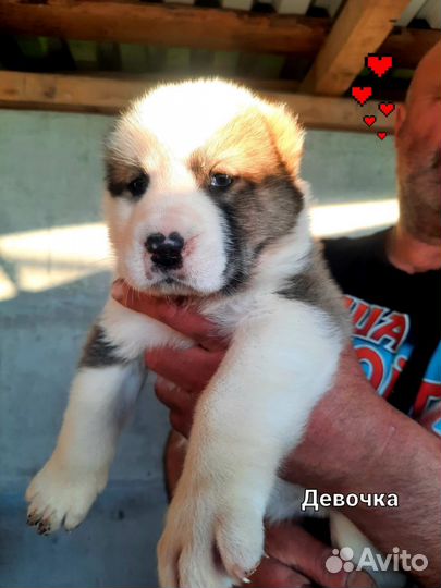 Среднеазиатская овчарка алабай щенки