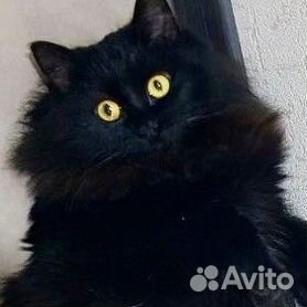 Черный котенок (201 фото)