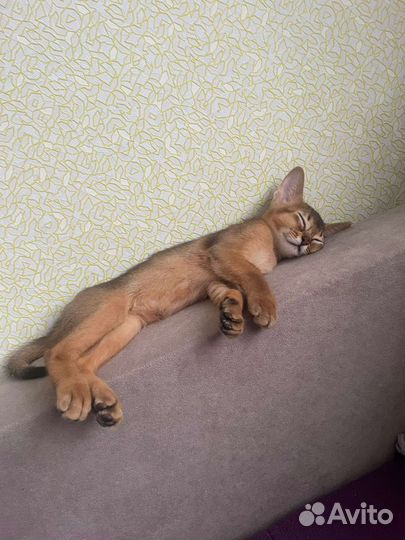 Абиссинская кошка
