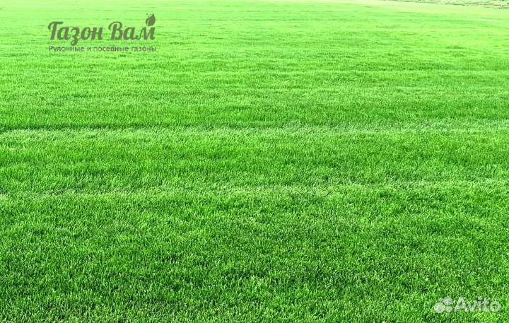 Укладка рулонного газона