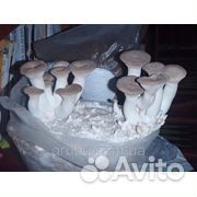 Готовые блоки королевской вешенки (Еринги)