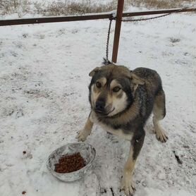 Маламут и лайка, смесь