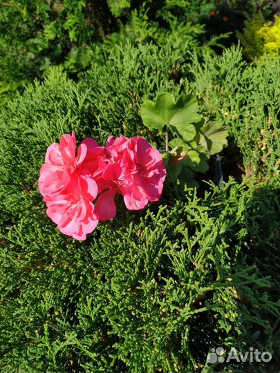 Пеларгония Jagershus Falej