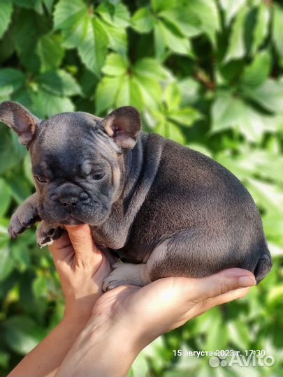 Французский бульдог