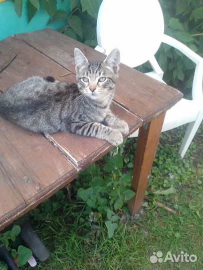 Котята тигрята
