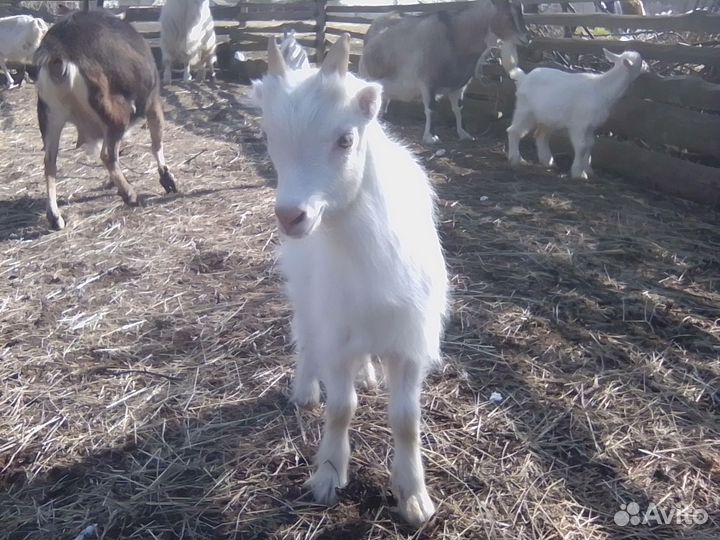 Козлик и козочка Ламанча, козлята