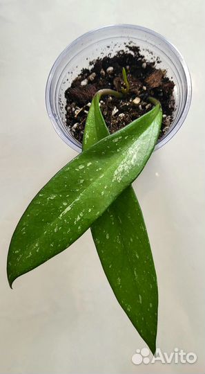 Хойя публикалис