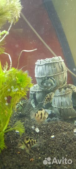 Рыбки, растения