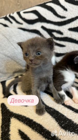 Шотландская вислоухая кошка