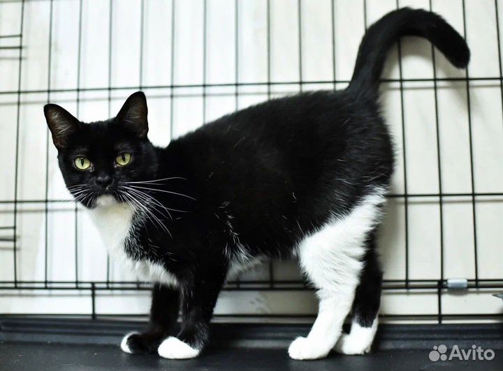 Красотка Весна