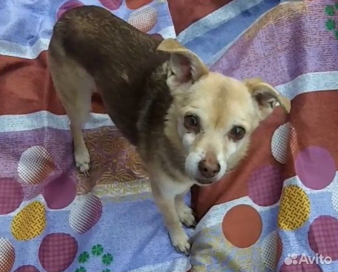 Левретка (Помесь)