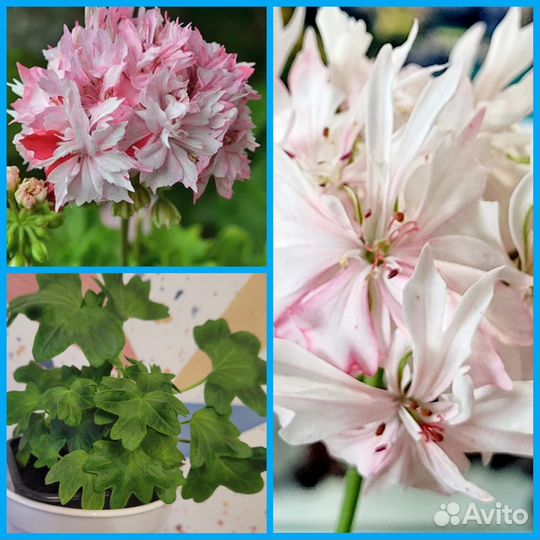 Пеларгония герань