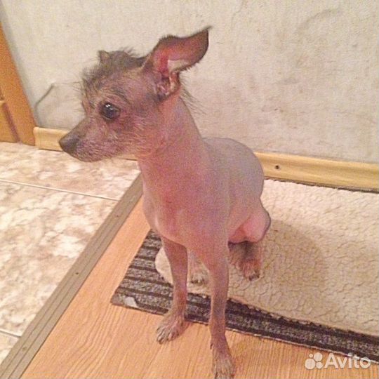 Китайская хохлатая собака