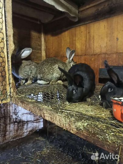 Кролики мясных пород