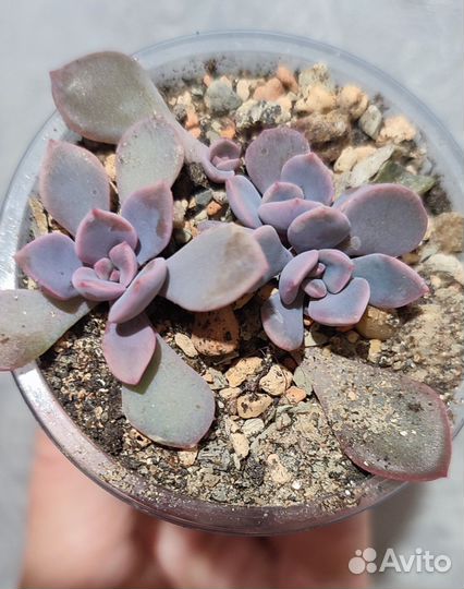 Суккуленты 3