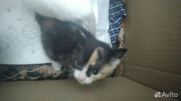 Отдам котенка