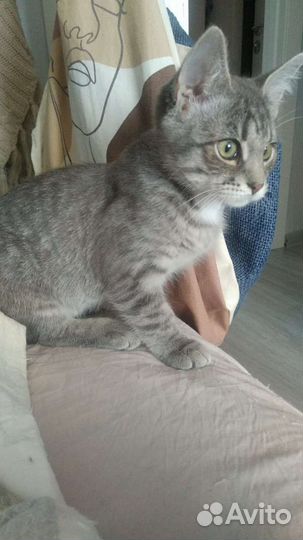 Котёнок Раиса Захаровна