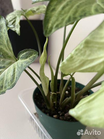 Сингониум баттерфляй / комнатный цветок