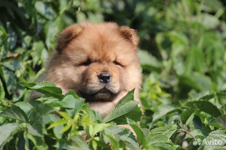 Красный мальчик