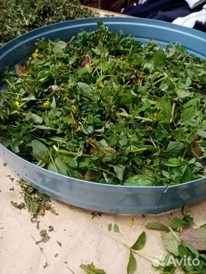 Сушилка су-1 для овощей 