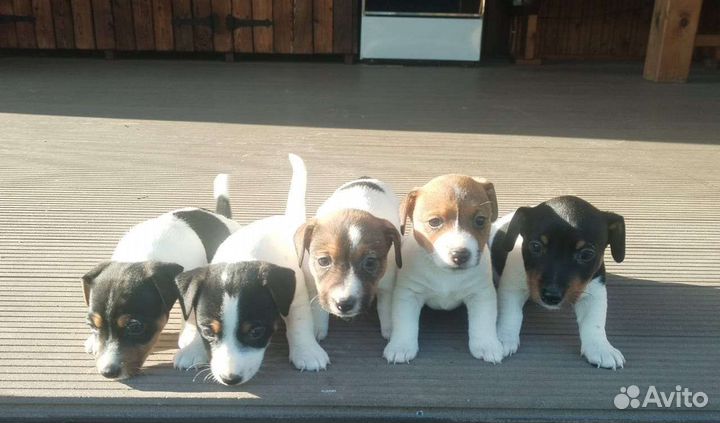 Джек Рассел терьер