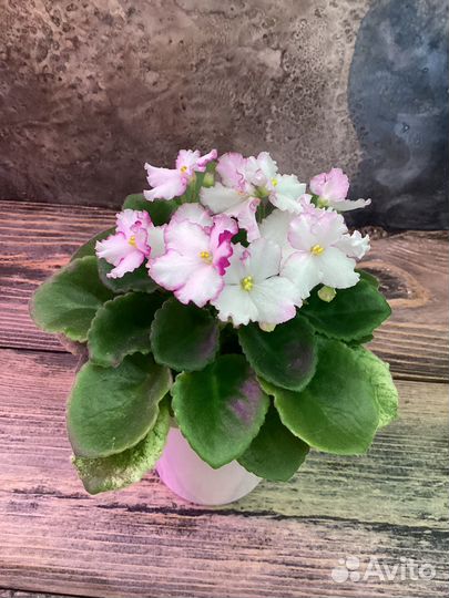 Взрослые фиалки