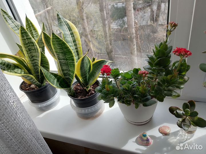 Сансевиерия