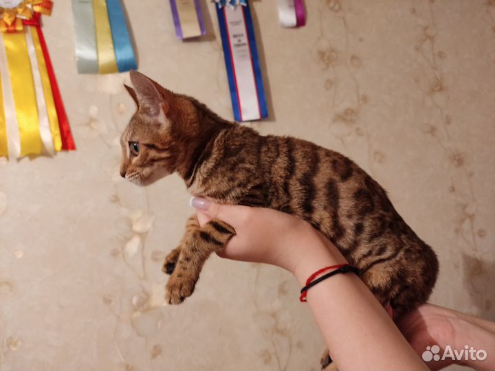 Бенгальская