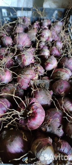 Луковицы Гладиолусов