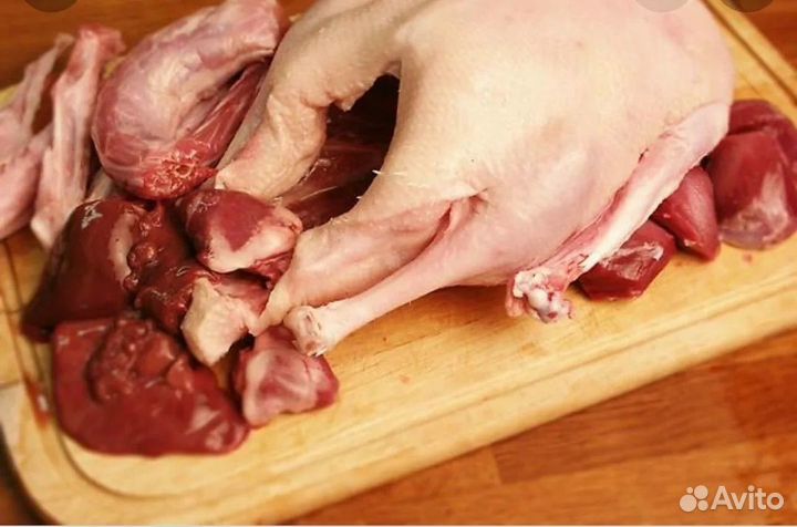 Домашний гусь