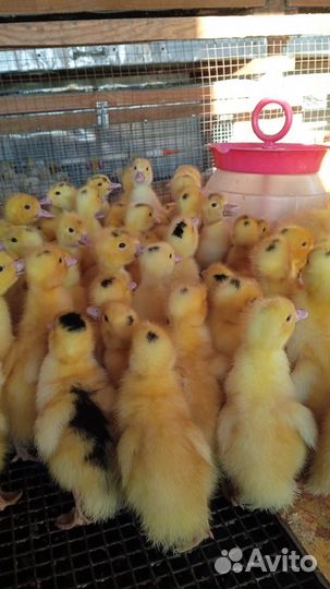Продажа суточной и подрощенной птицы