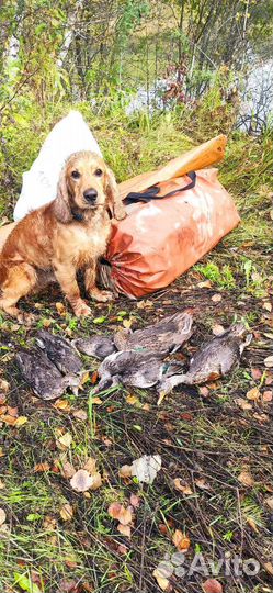 Щенки спаниеля