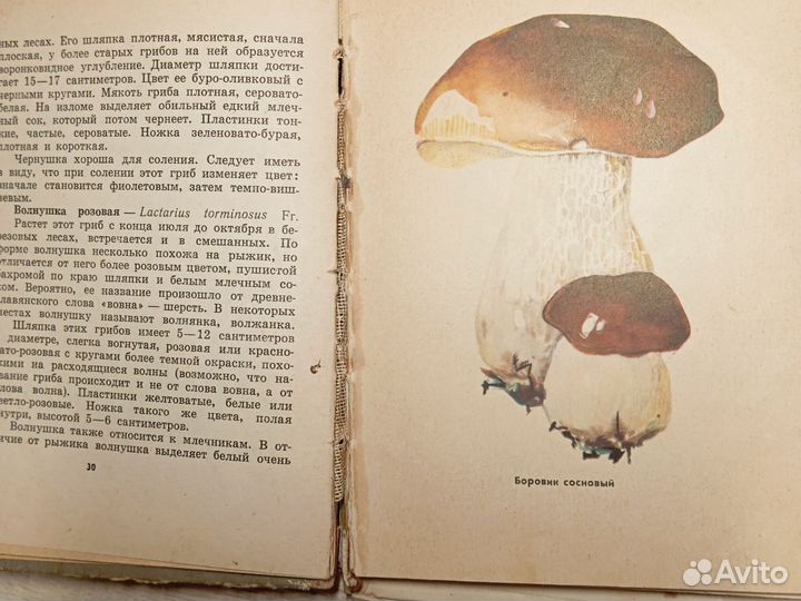 Книга Грибы наших лесов