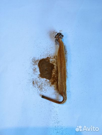 Семена Орхидеи