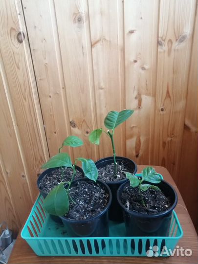 Лимон, Лимонное дерево, саженцы лимона