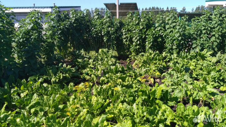 Мясо кролика